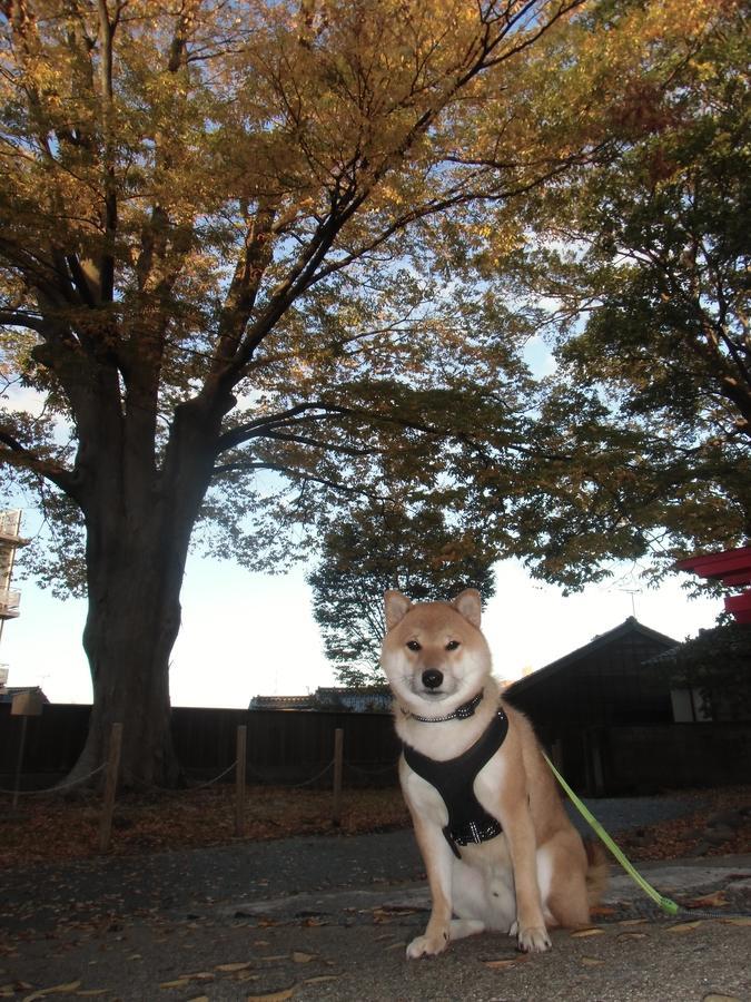 Kanazawa Share House Gaooo Dış mekan fotoğraf
